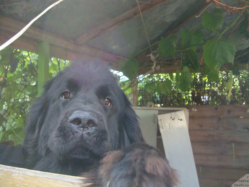 Фото: ньюфаундленд Чаровница Гагаринская