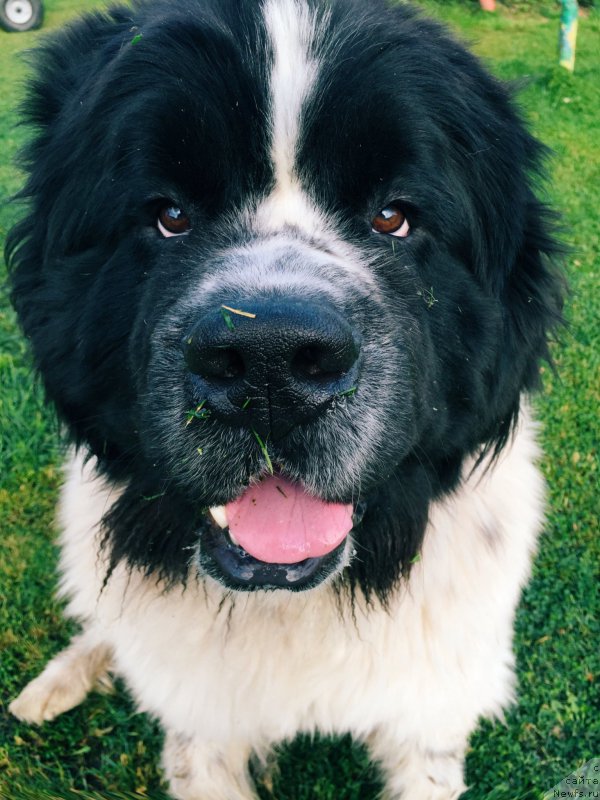 Фото: ньюфаундленд Адонис от Сибирского Медведя