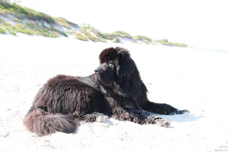 Фото: ньюфаундленд Акватория Келвин Ю Мэйк Май Дрим