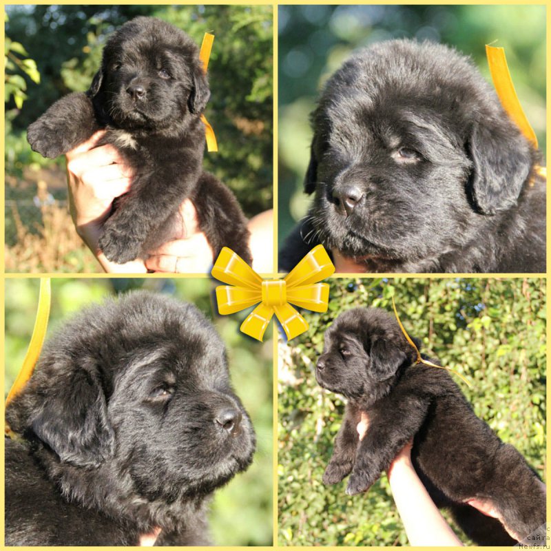 Фото: ньюфаундленд Живетта с Берега Дона (Zhivetta s Berega Dona)