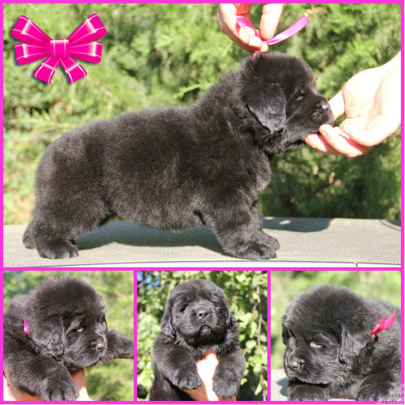 Фото: ньюфаундленд Жоржетта с Берега Дона (Zhorzhetta s Berega Dona)