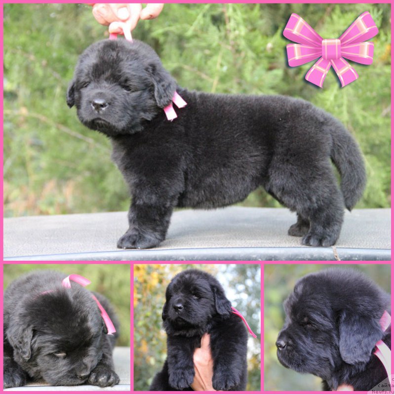 Фото: ньюфаундленд Женриетта с Берега Дона (Zhenrietta  s Berega Dona)