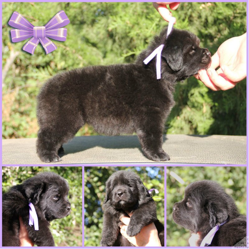 Фото: ньюфаундленд Жюзетта с Берега Дона (Zhjuzetta s Berega Dona)