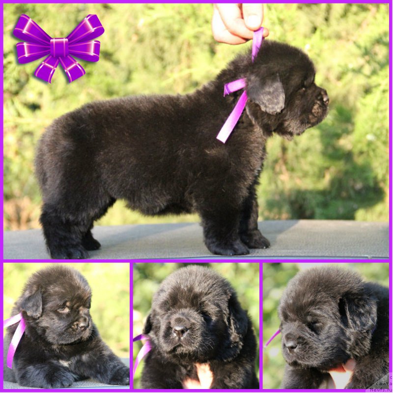 Фото: ньюфаундленд Жанетта с Берега Дона (Zhanetta s Berega Dona)