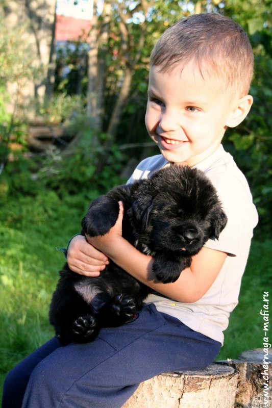 Фото: ньюфаундленд Черная Мафия Алл Ригхтс Ресервед (Chernaya Mafia Аll Rights Reserved)