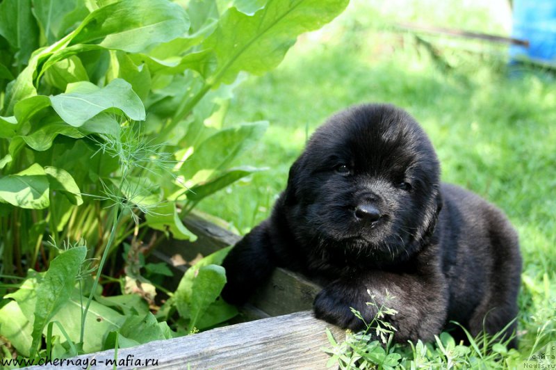 Фотография № 188591