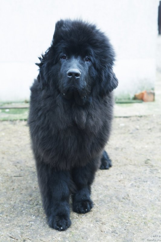 Фото: ньюфаундленд Акватория Келвин Ю Мэйк Май Дрим