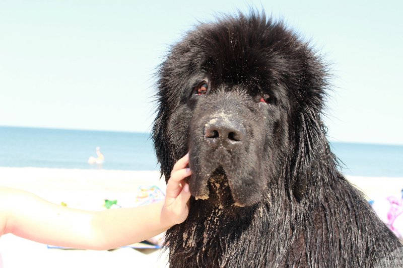 Фото: ньюфаундленд Акватория Келвин Ю Мэйк Май Дрим