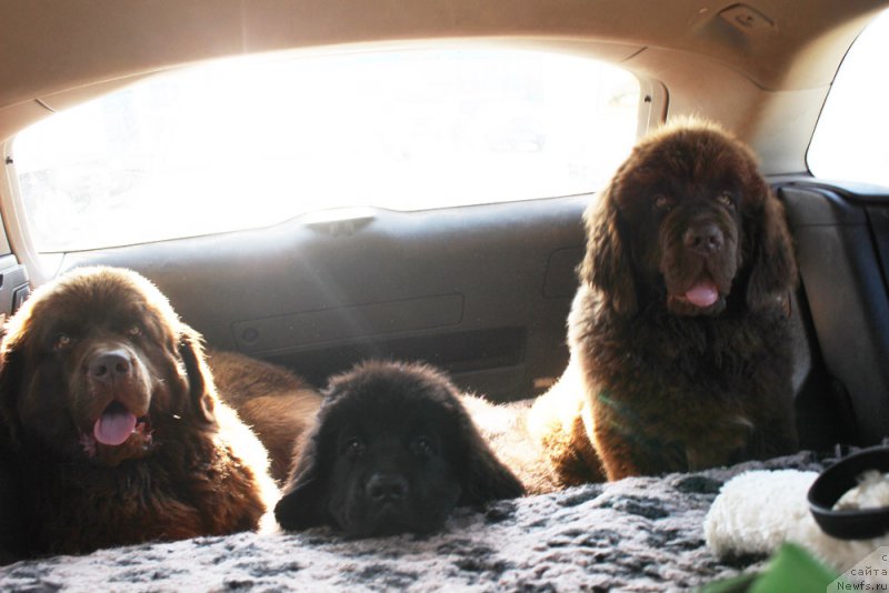 Фотография № 188594