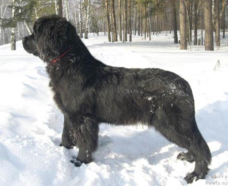 Фото: ньюфаундленд Индиана Джуна из Тихого Омута (Indiana Dzhuna iz Tihogo Omuta)