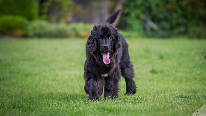 Фото: ньюфаундленд Funny Black Girl Super Mishka