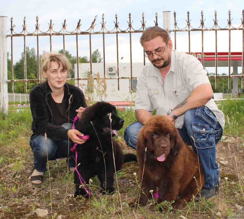 Фото: Елена Яковлева, ньюфаундленд Браунблад МСК Жансая Шули (Brownblood MSK Zhansaya Shuli), ньюфаундленд Браунблад МСК Жани Ошер (Brownblood MSK Zhani Osher)