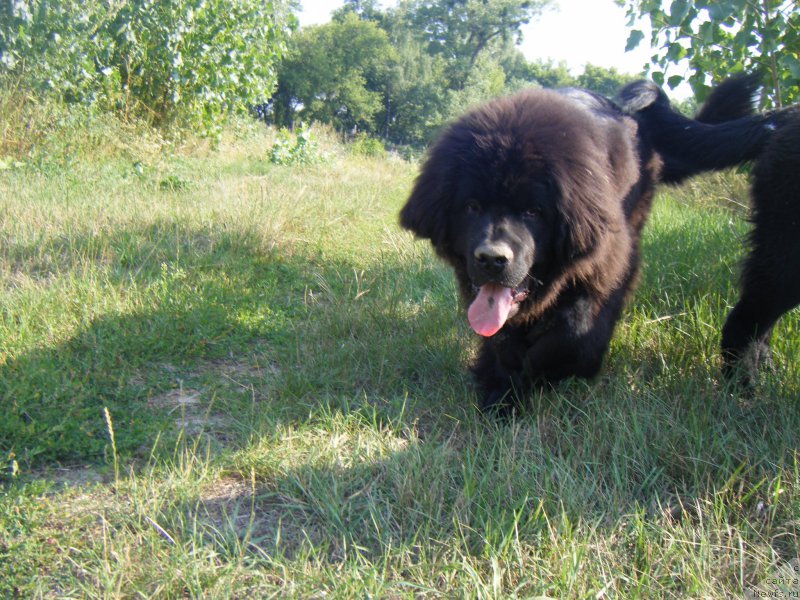 Фото: ньюфаундленд Farro Osman Super Mishka