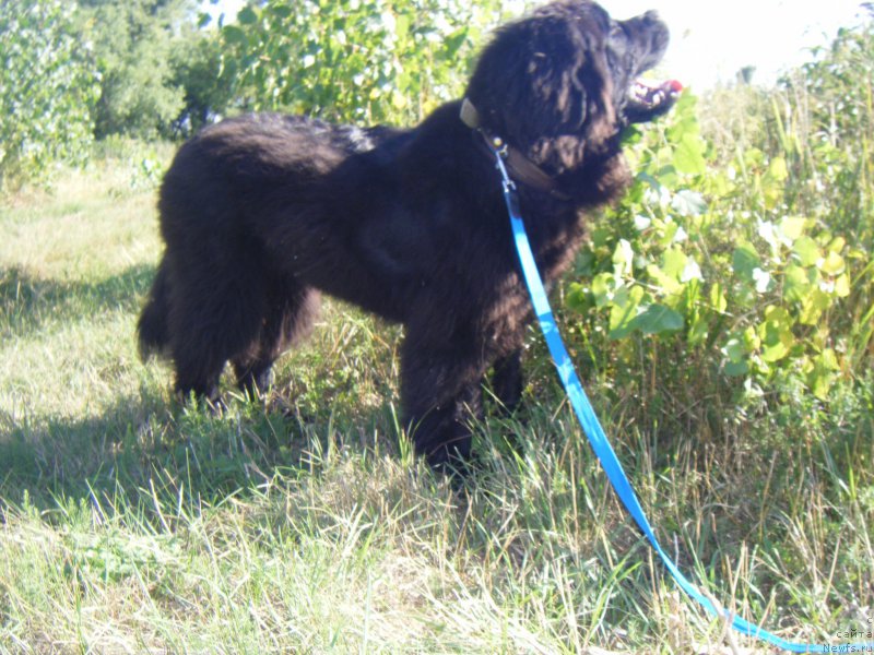 Фото: ньюфаундленд Farro Osman Super Mishka