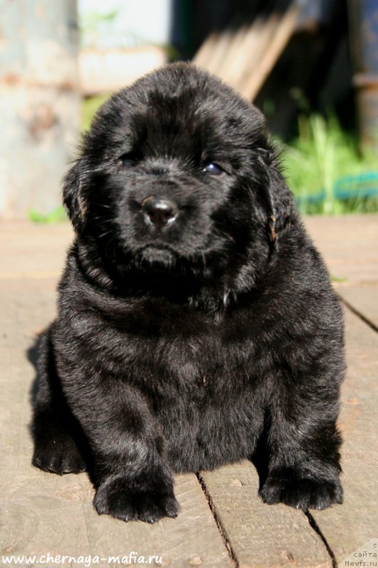 Фотография № 188614