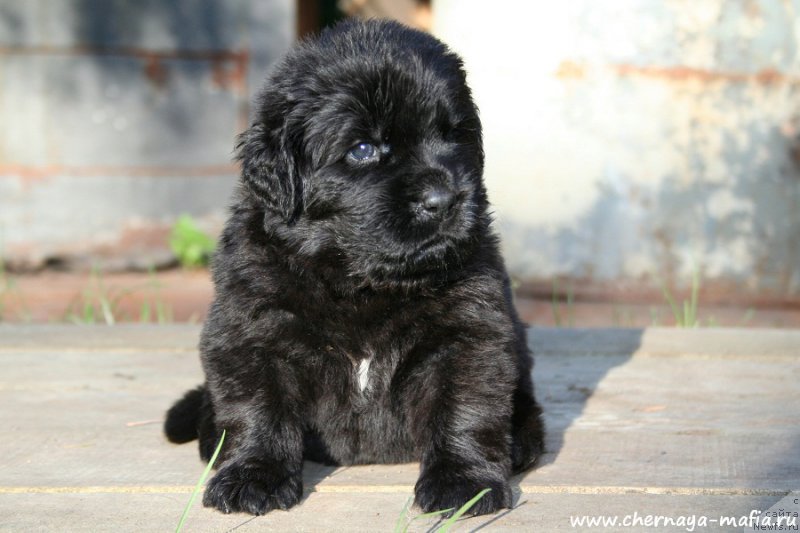 Фото: ньюфаундленд Черная Мафия Ангел Амонг Ус (Chernaya Mafia Аngel Among Us)