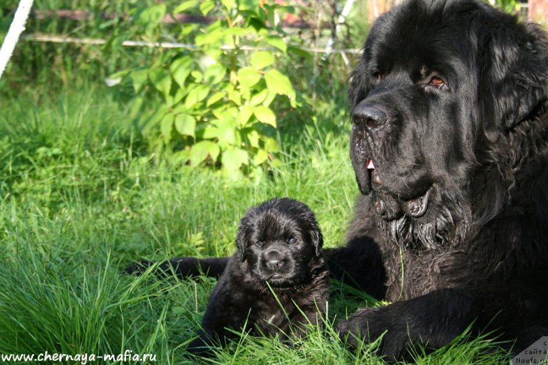 Фото: ньюфаундленд Черная Мафия Ангел Амонг Ус (Chernaya Mafia Аngel Among Us), ньюфаундленд Черная Мафия Шродингер Тхеору (Chernaya Mafia Shrodinger Theory)