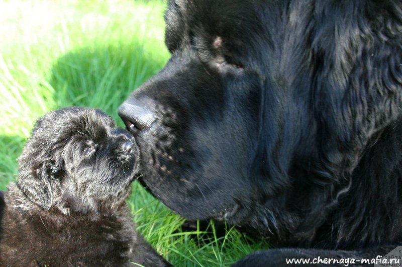 Фото: ньюфаундленд Черная Мафия Ангел Амонг Ус (Chernaya Mafia Аngel Among Us), ньюфаундленд Черная Мафия Шродингер Тхеору (Chernaya Mafia Shrodinger Theory)