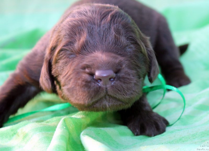 Фотография № 188625