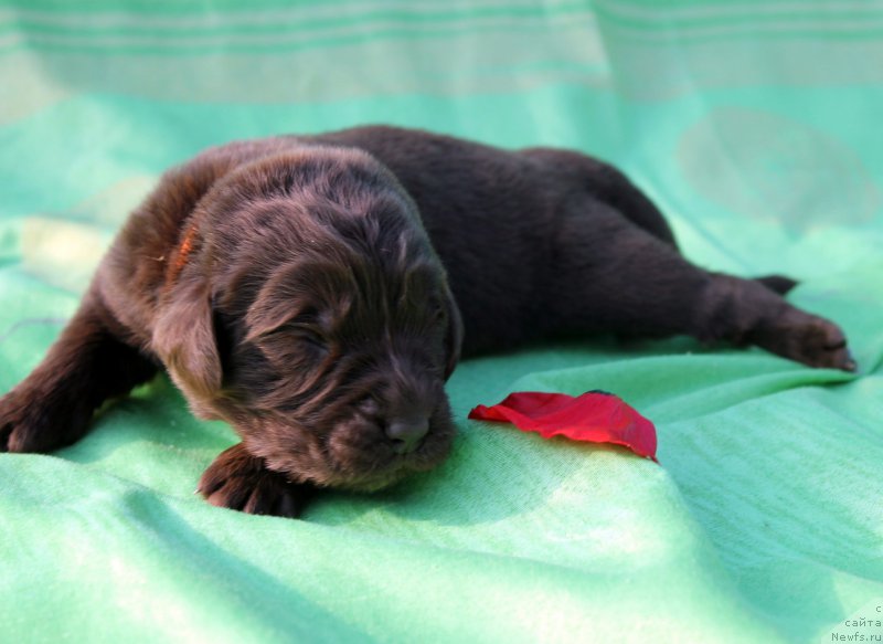 Фотография № 188626