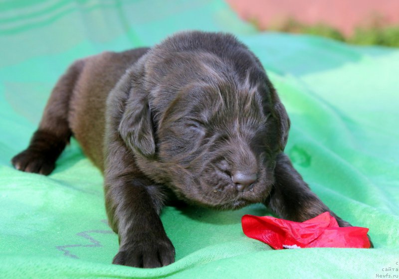 Фотография № 188627