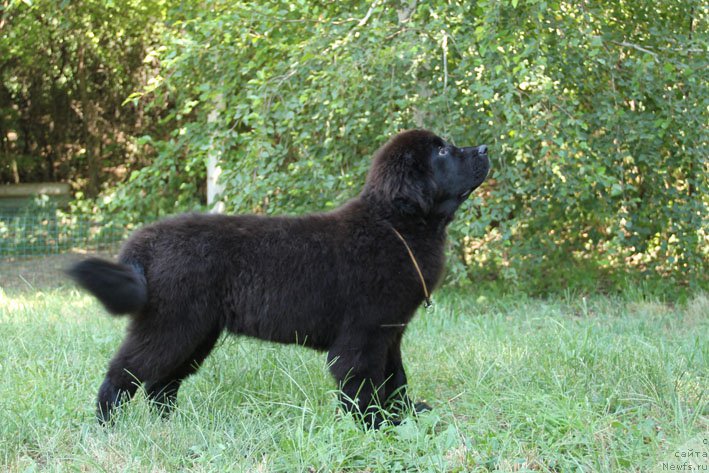 Фото: ньюфаундленд Дары Приносящая с Берега Дона (Dary Prinosjashhaya s Berega Dona)