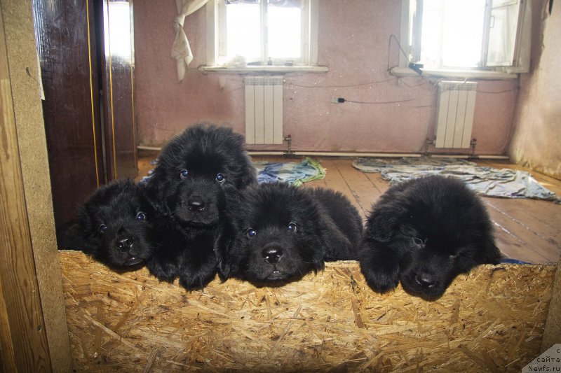 Фотография № 188635