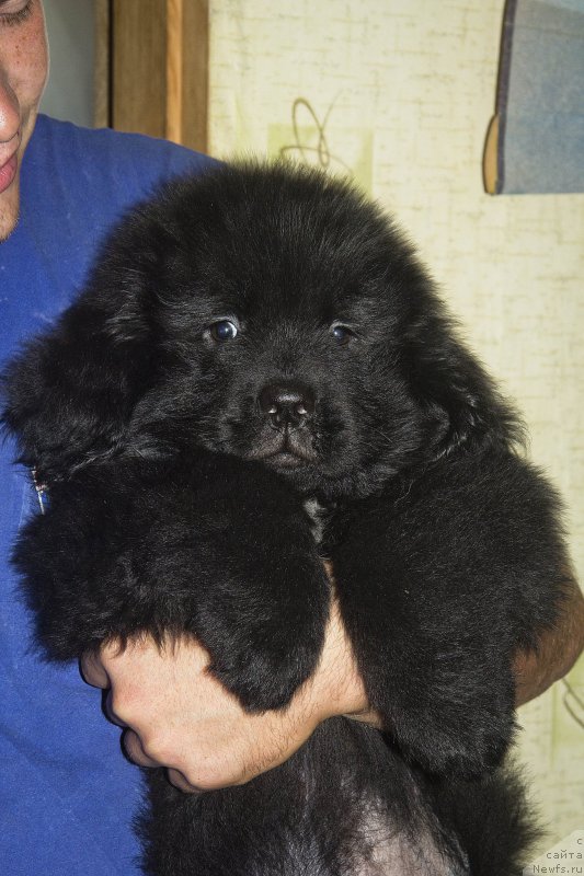 Фотография № 188638