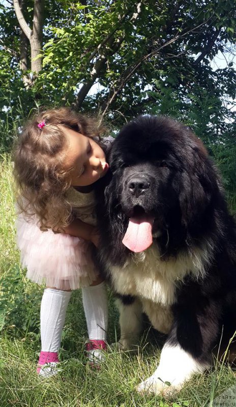 Фото: ньюфаундленд Супер Премиум Рио де Жанейро (Super Premium Rio de Janeiro)