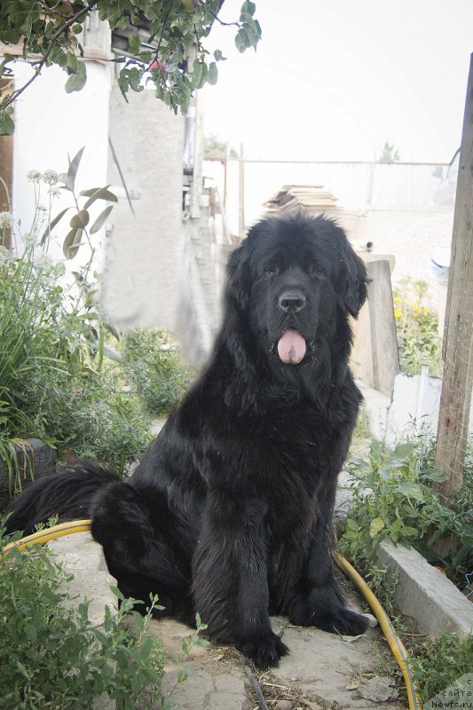 Фото: ньюфаундленд Черный Балу Донна