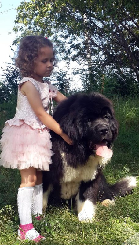 Фото: ньюфаундленд Супер Премиум Рио де Жанейро (Super Premium Rio de Janeiro)