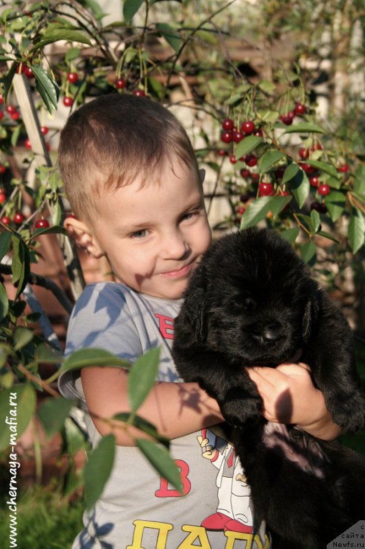 Фото: ньюфаундленд Черная Мафия Аттрактиве Повер (Chernaya Mafia Attractive Power)