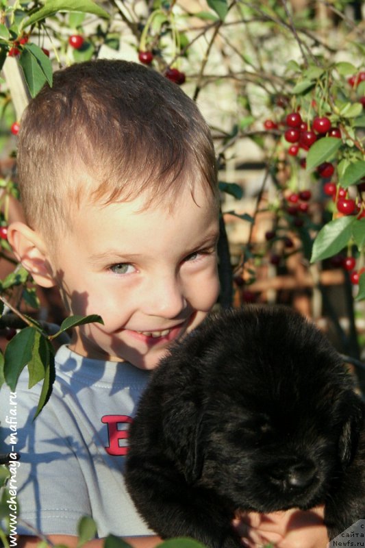 Фото: ньюфаундленд Черная Мафия Аттрактиве Повер (Chernaya Mafia Attractive Power)