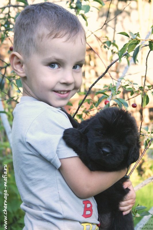 Фото: ньюфаундленд Черная Мафия Аттрактиве Повер (Chernaya Mafia Attractive Power)