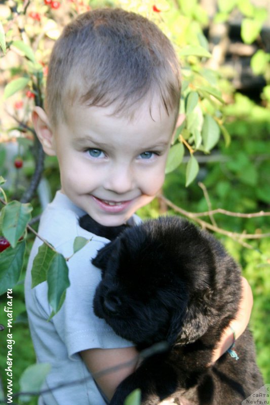 Фото: ньюфаундленд Черная Мафия Аттрактиве Повер (Chernaya Mafia Attractive Power)