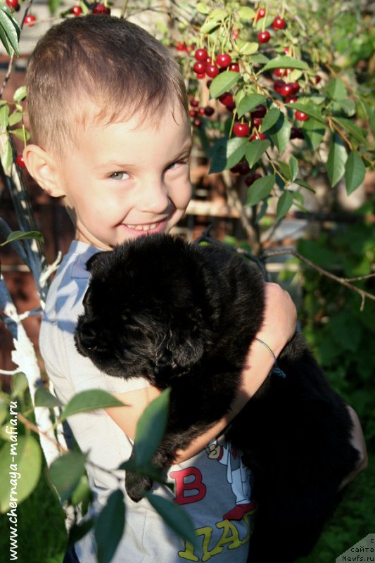 Фото: ньюфаундленд Черная Мафия Аттрактиве Повер (Chernaya Mafia Attractive Power)