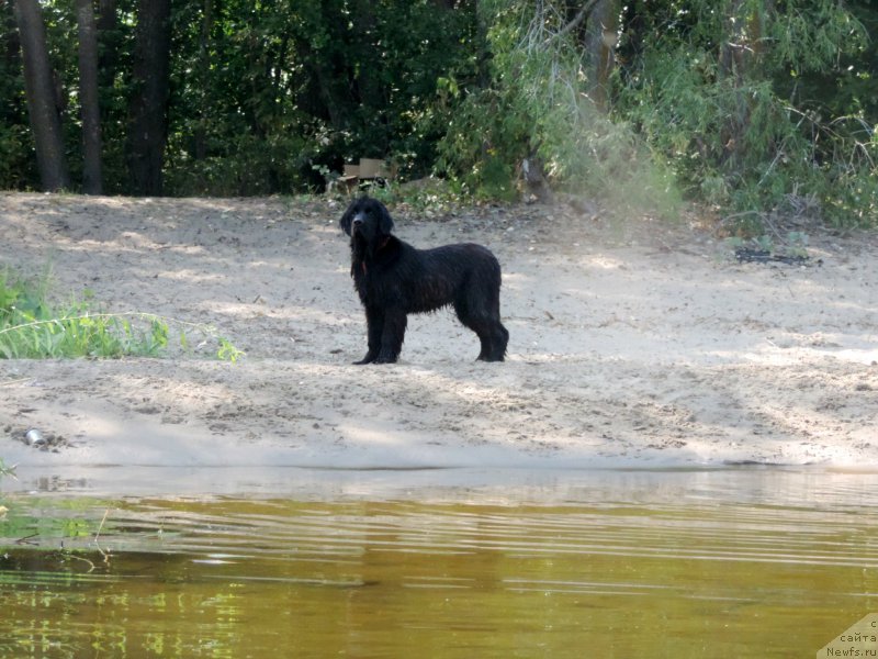 Фото: ньюфаундленд Черный Балу Ева Браун