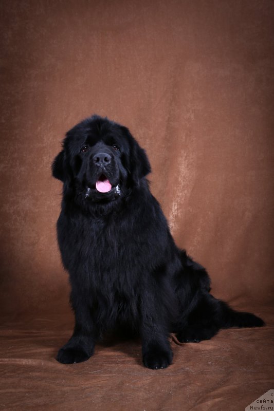 Фото: ньюфаундленд Velyke Malyatko Vernyj Krasen'Tim