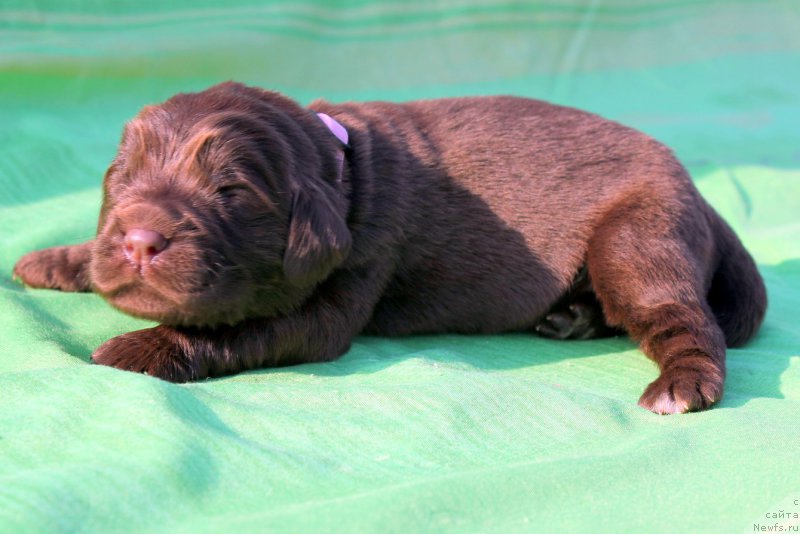 Фото: ньюфаундленд Альфа Дар Окса Везунья