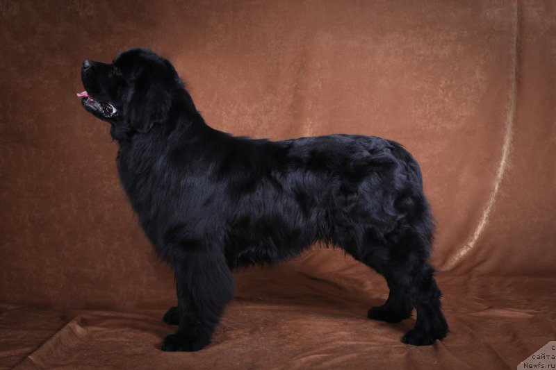 Фото: ньюфаундленд Velyke Malyatko Vernyj Krasen'Tim