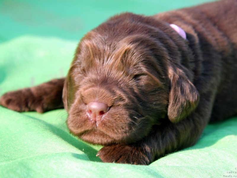 Фото: ньюфаундленд Альфа Дар Окса Везунья