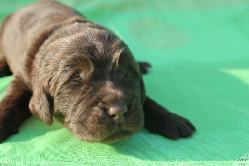 Фото: ньюфаундленд Альфа Дар Окса Везунья