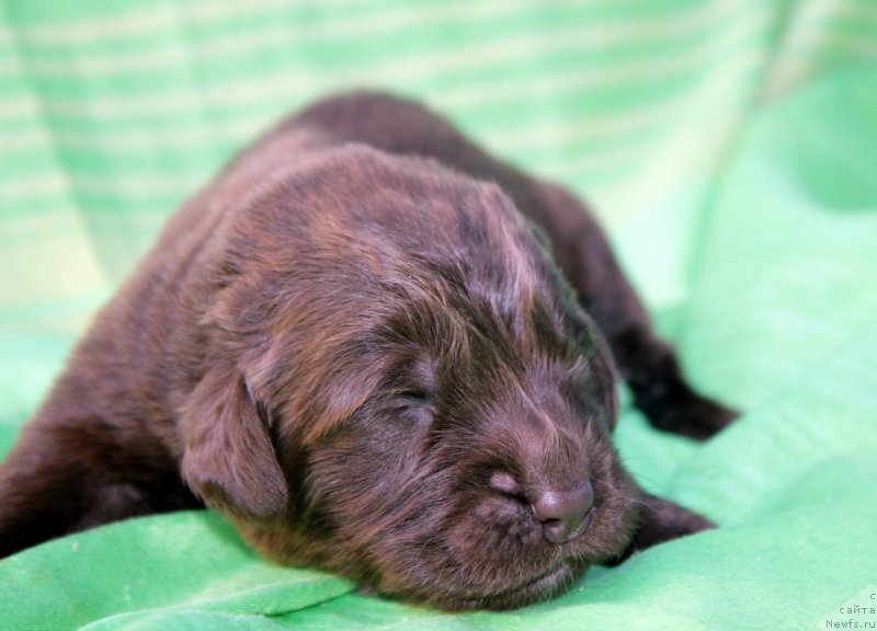 Фото: ньюфаундленд Фанньюф Акудзява Назаровна