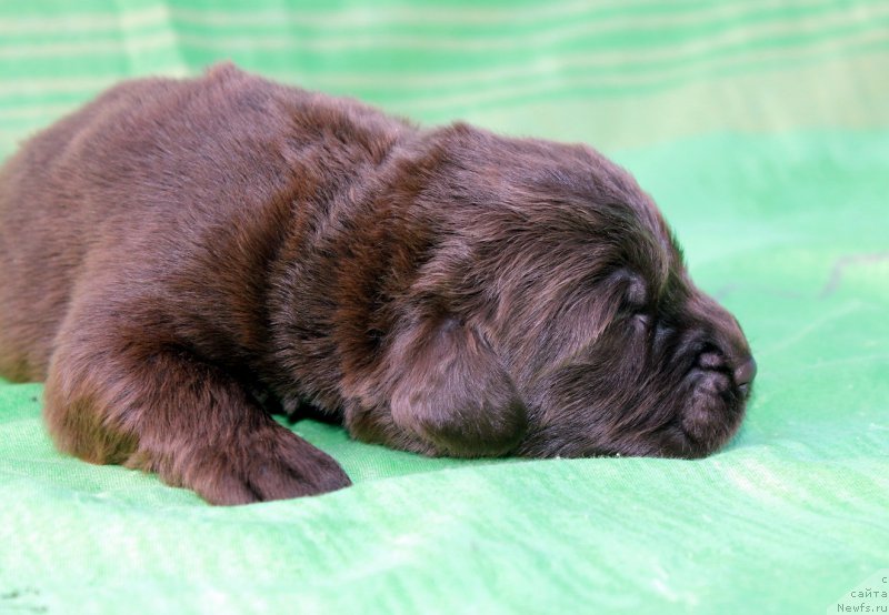 Фотография № 188747