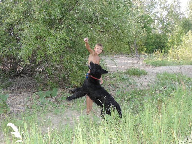 Фото: ньюфаундленд Черный Балу Ева Браун