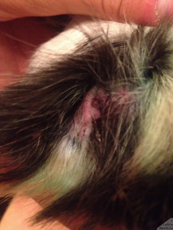 Фотография № 188758