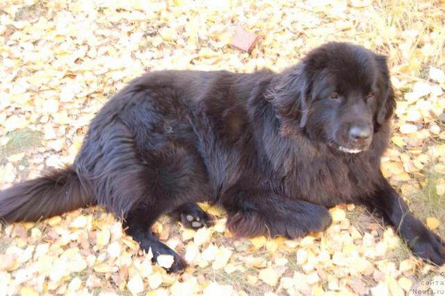 Фото: ньюфаундленд Рыцарь Благородный от Марлеон Дусвик