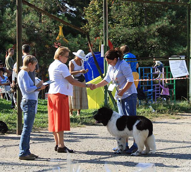 Фото: ньюфаундленд Don't Worry Be Happy de L'Etoile de Cyrice