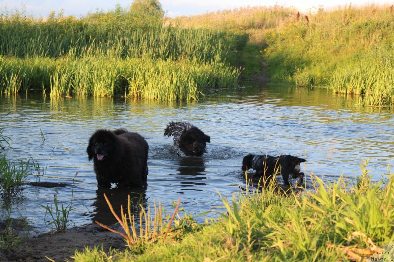 Фото: Лора, ньюфаундленд Кайден Плейфул (Kaiden Playful), Рэй