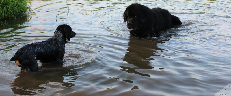 Фото: Рэй, ньюфаундленд Кайден Плейфул (Kaiden Playful)